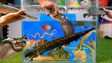 Tổng hợp các loại cá cảnh đẹp, cá trê đen, cá sấu mỏ vịt, cá la hán, rắn, ếch, cá chép