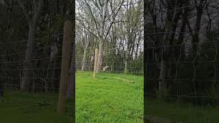 Dog jumping fence, Brutus the Bedlington Whippet, jumping just like his mum!