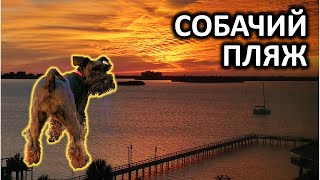 Собачий Пляж и площадка для собак Achieva Paw Park