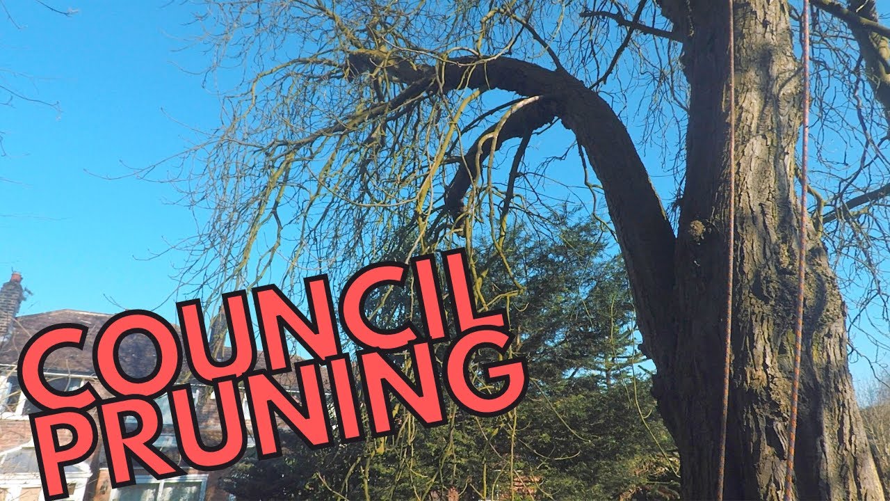 Tree Pruning on a Horse Chestnut [UK Climbing Arborist] YouTube