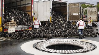 Releasing Millions of Rat Killers in New York No Longer Seems Like a Joke