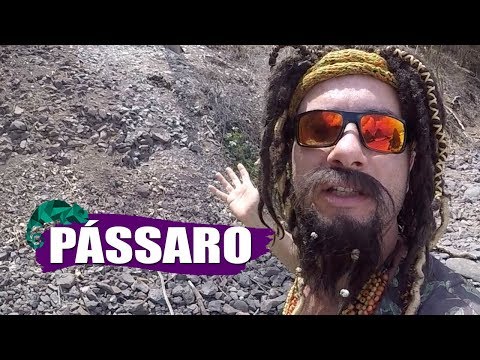 FÉRIAS DO MUSTAFARY -- PÁSSARO