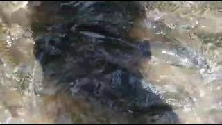 TAGAL SG.KIMANIS DOLUNGAN SUMBILING(KG KINOLOSODON, PAPAR)