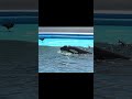 ラビーちゃんカラス追い払う、#shorts