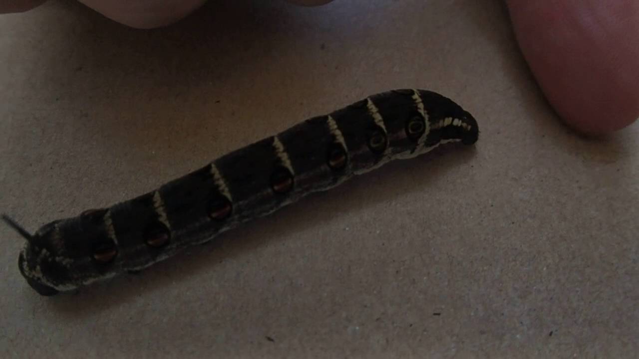 桜の葉に付く害虫 芋虫 種類は何 幼虫の教科書 桜の葉に付く害虫 芋虫 種類は何 幼虫の教科書