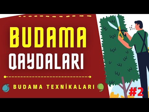 Video: Baharda Moruq Budama: Nə Vaxt Və Necə Düzgün Ediləcək