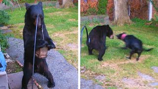Dog Confronts Bear Destroying Birdfeeder Dog Confronts Bear Destroying Birdfeeder