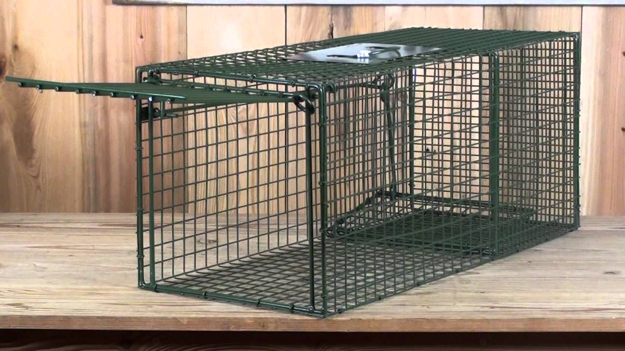 Medium One Door Catch Release Heavy-Duty Humane Cage Live Animal Trap for  Rats, Raccons, and Other Same Sized Animals