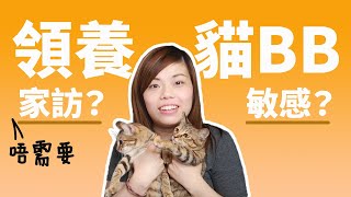 點解咁耐冇出YouTube片？領養貓BB頭三個月心路歷程｜唔需要家訪？邊度領養？養兩隻？敏感？請大家盡力領養代替購買