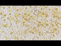 The KMAP Global Ocean Gene Catalog 1.0 | Frontiers in Science