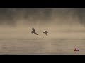 Bald Eagle Series (5) - Morning Fog at Conowingo Dam (2019)