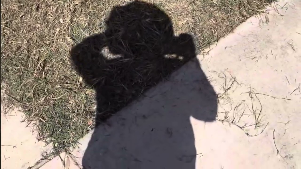 Alpha Elite Bermuda Seed Progress (July–October 2025) | GCI Turf Growth Results & Lawn Update