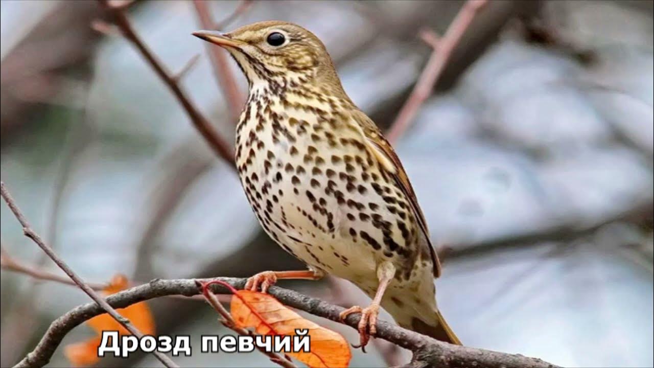 Пронеслись с шумом дрозды и скрылись вдали. С шумом катятся грозные валы. Текст слева раздались какие-то странные звуки. Где поставить запятые птичка примчалась из-за моря села и запела. Пронеслись с шумом дрозды и скрылись вдали.