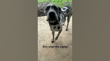 Erm what the sigma #memes #funny #spongebob #animation #sigma #meme #dumb #stupid