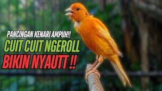 SUARA Kenari GACOR PANJANG Pancingan & masteran Kenari Paud AGAR gacor AMPUH Kenari MACET bunyii