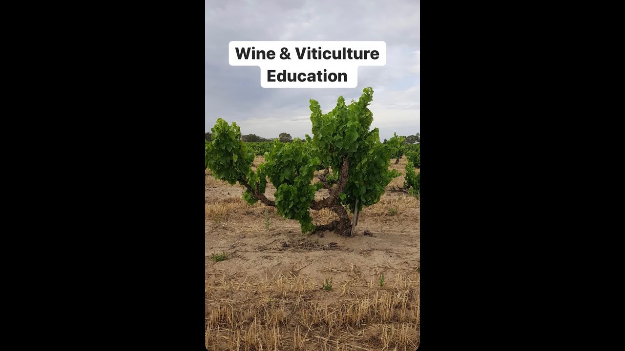 Episode 1: WTF IS Viticulture?
