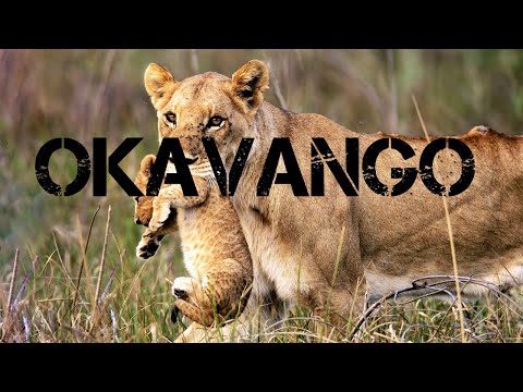 Documentário: Os Últimos Leões de Okavango - HD Dublado Discovery