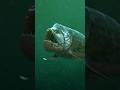Unveiling Xiphactinus: Ancient Predator's Remarkable Resurrection #wildlife #ocean #extinction