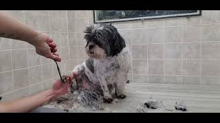 ShihTzu dog groom, cut, nails and ear plucking, #7 blade, dog grooming without restraints