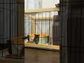 人間が汗をかいて組み立てたケージから脱走する子猫