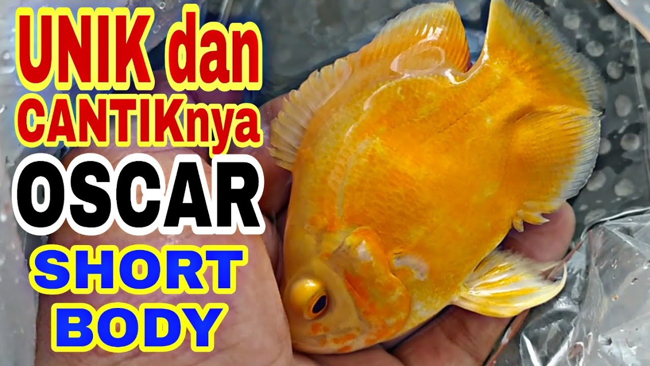 ikan oscar short body 
