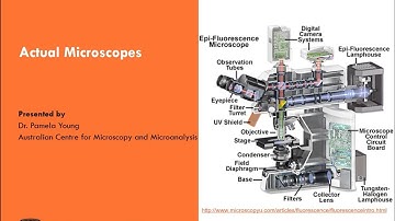 Intro to Light Microscopy 3: Actual Microscopes Part 1 – Widefield Fluorescence Microscopes