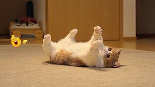 Funniest Cat Videos 😹 Hilarious Cats Acting Weird Caught On Camera  #5 screenshot 5
