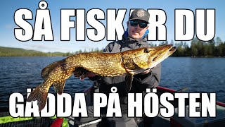 Lär dig fiska GÄDDA på hösten med Mikko Seppänen - Del 1