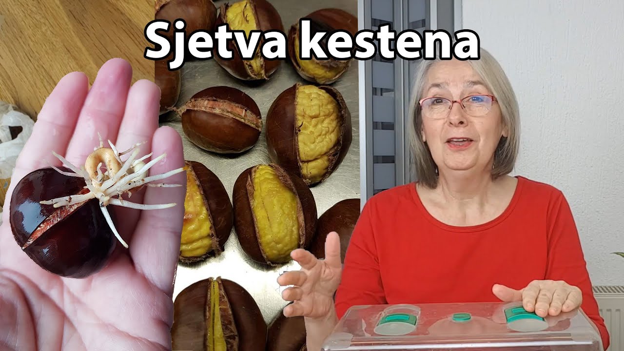 Sjetva kestena