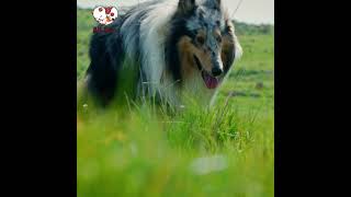 Rough Collie Walking On The Grass On a Sunny Day | All 4 Pets | 4K | Ultra HD #pets #animals #shorts