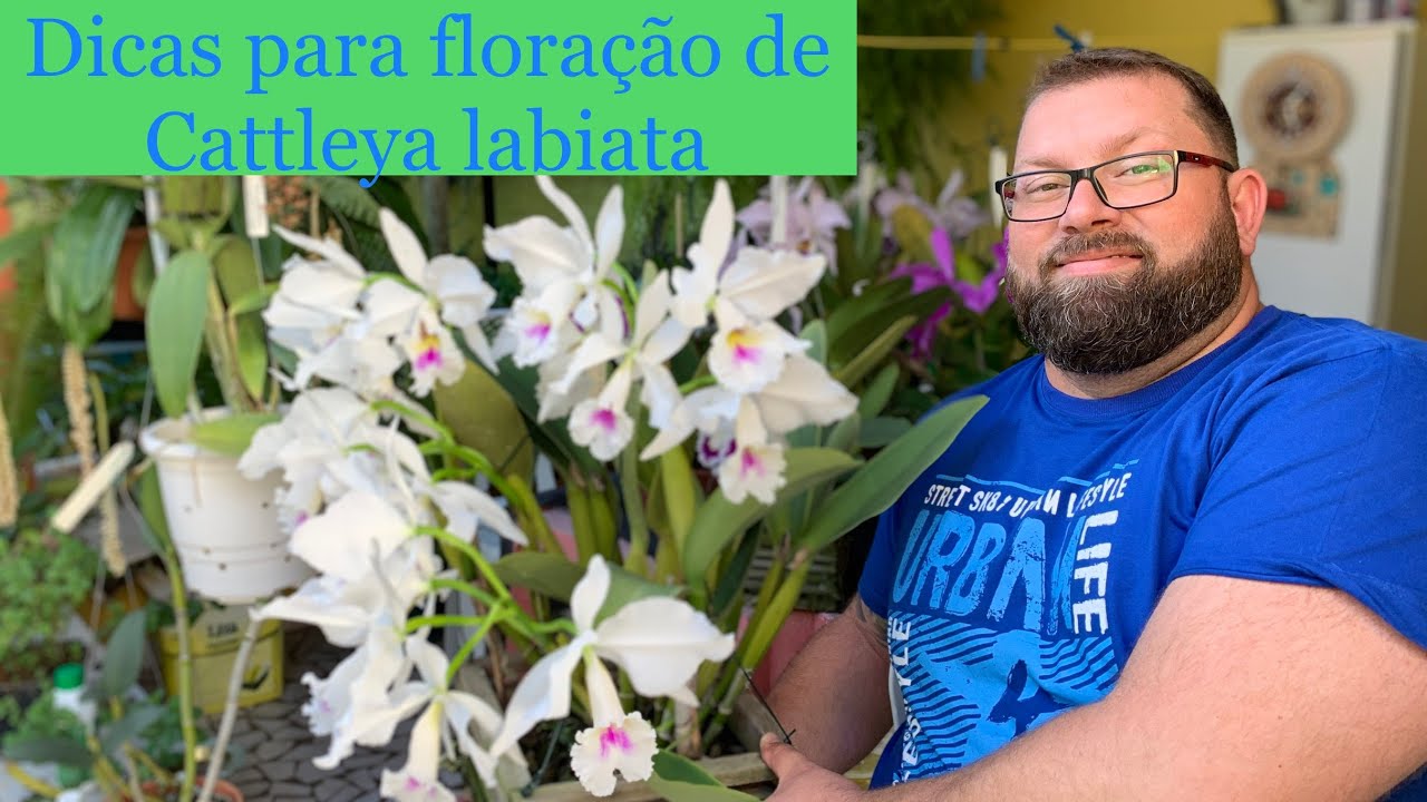 CULTIVO DA CATTLEYA LABIATA, A RAINHA DO NORDESTE DANDO SHOW DE FLORAÇÃO
