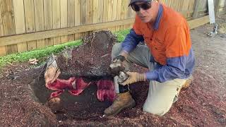 Complete Stump Removal is the only soloution.