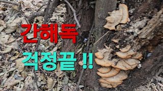 숙취해소 이것이최고 !!
