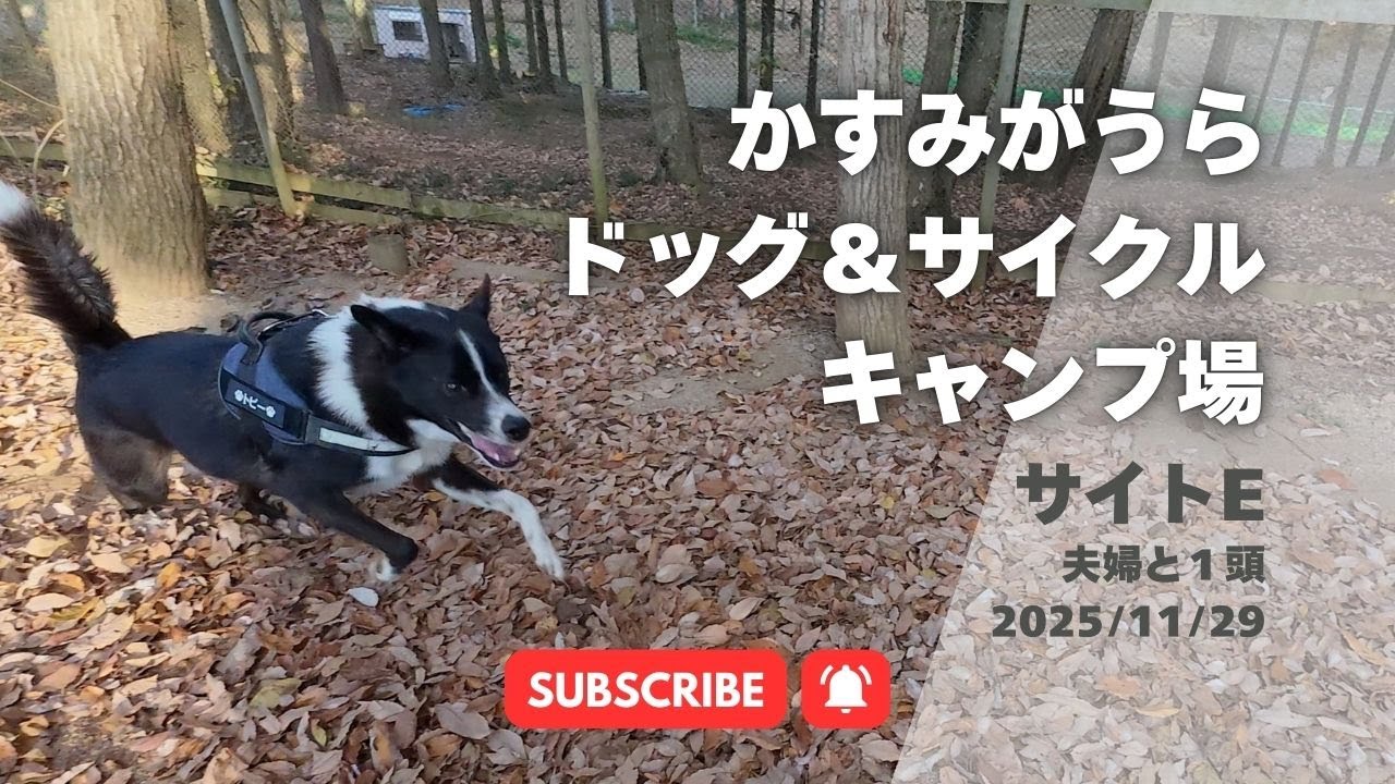 【ドッグ＆サイクル】リュウジ先生のチキンパエリア作って巨大ドッグランで筋肉痛不可避