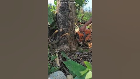 safe and profitable tricks for cutting down teak trees