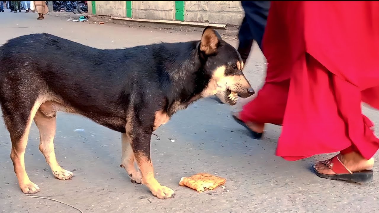 struggling life of a street dog poor dog eating street food on a