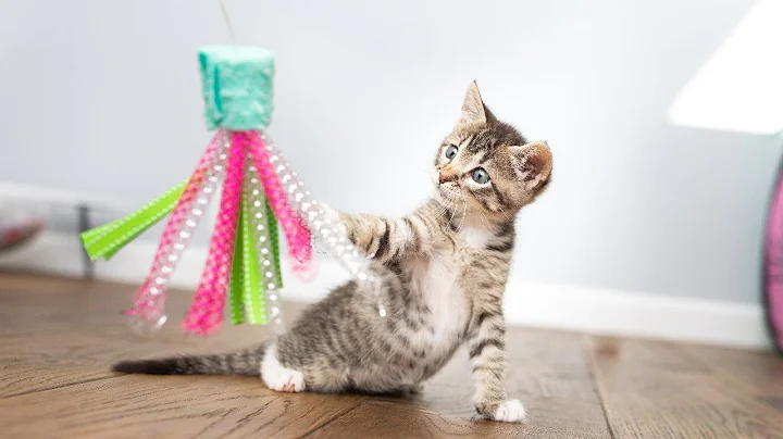 Webinar 2: Beyond the Bottle - Caring for Growing Kittens - DayDayNews