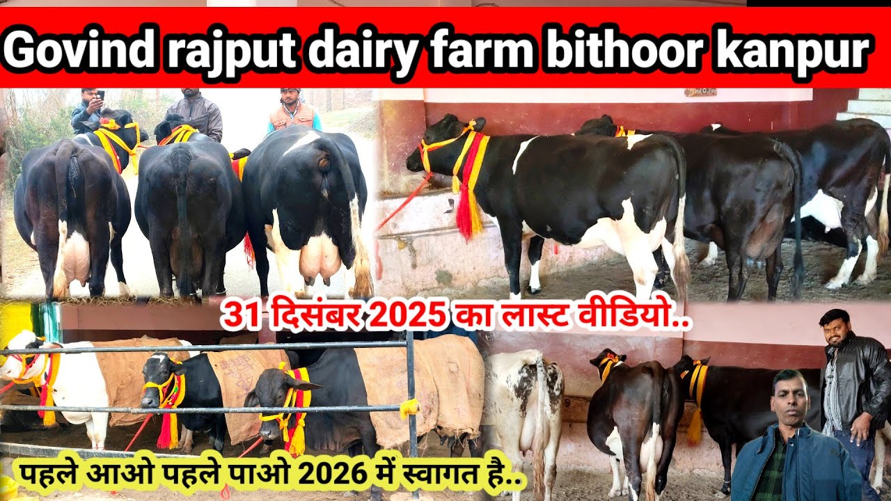 Govind rajput dairy farm bithoor kanpur | Hf sahiwal Jersey cow dairy farm 