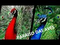 O criatorio mais top do Brasil - parte 02