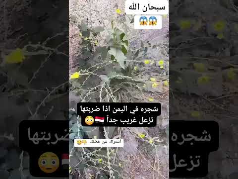 شجرة في اليمن اذا ضربتها تزعل غريب جدا اكسبلور  ترند لايك   
