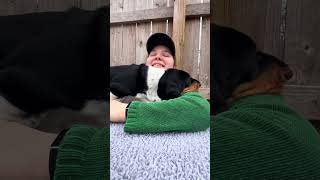Maple Street Primrose just wants to take a nap. Pictures are for other breeds, Bassets just need ...
