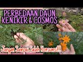 Perbedaan Kenikir Dan Bunga Cosmos