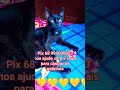 Pix 68 999000833 Nos Ajude Pets Gatos Gato Animals Pet