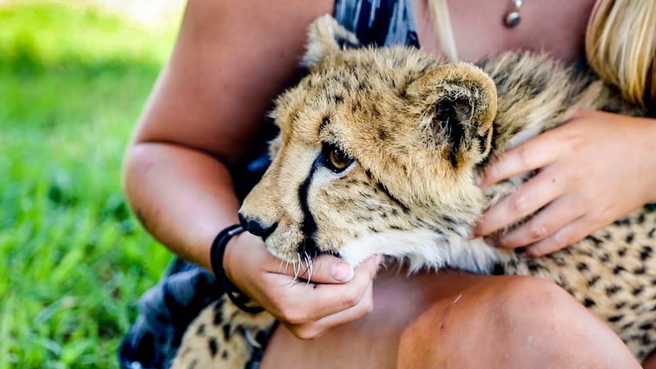 WHY WONT THE ANIMALS LOVE ME!? :(