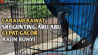 CARA MERAWAT BURUNG SRI GUNTING ABU-ABU AGAR CEPAT GACOR DAN RAJIN BUNYI !!