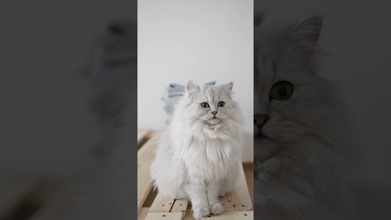 Cat Cuddles Collection