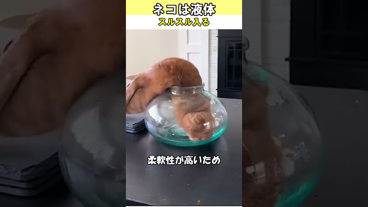 ネコが液体と呼ばれる理由
