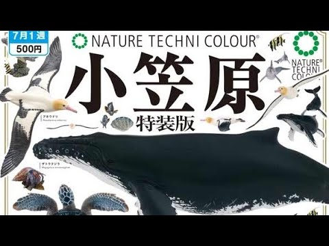南極』特装版 ネイチャーテクニカルカラー 全6種 開封動画