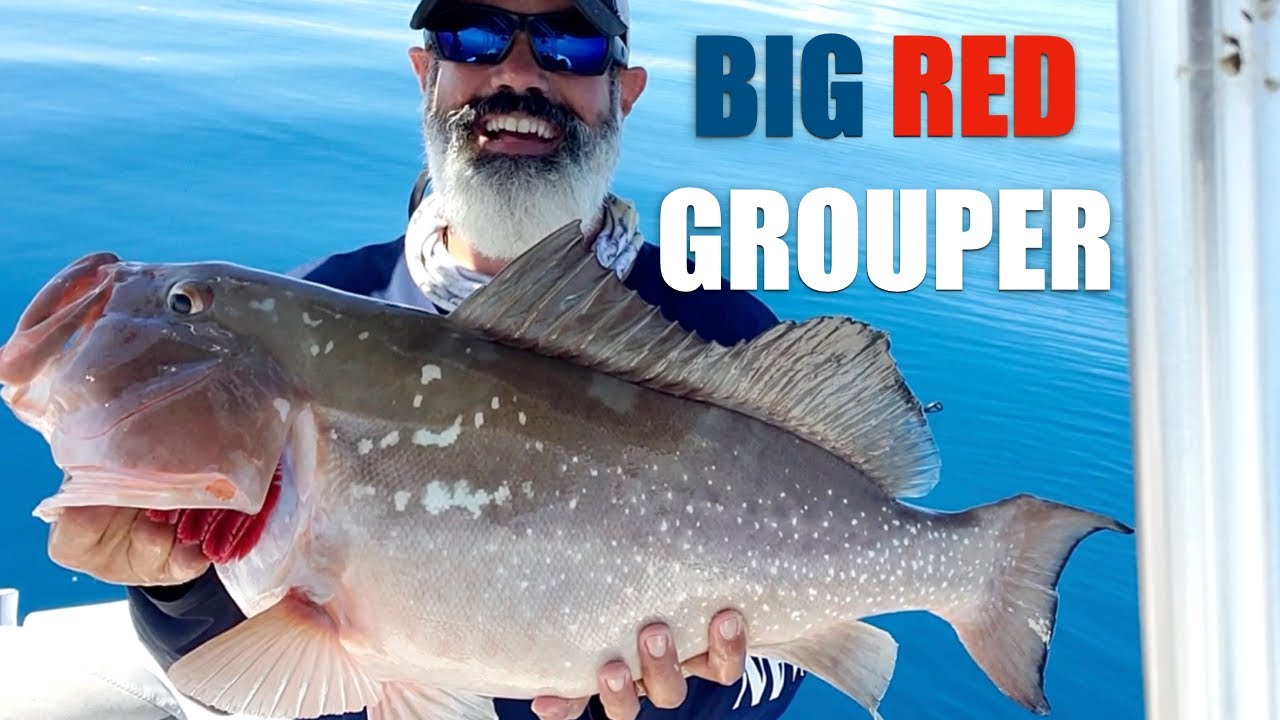 FISHING FOR GIANT RED GROUPER OFF FORT MYERS, FLORIDA 