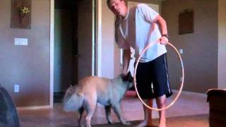 Teaching Your Dog to Jump Through a Hula Hoop